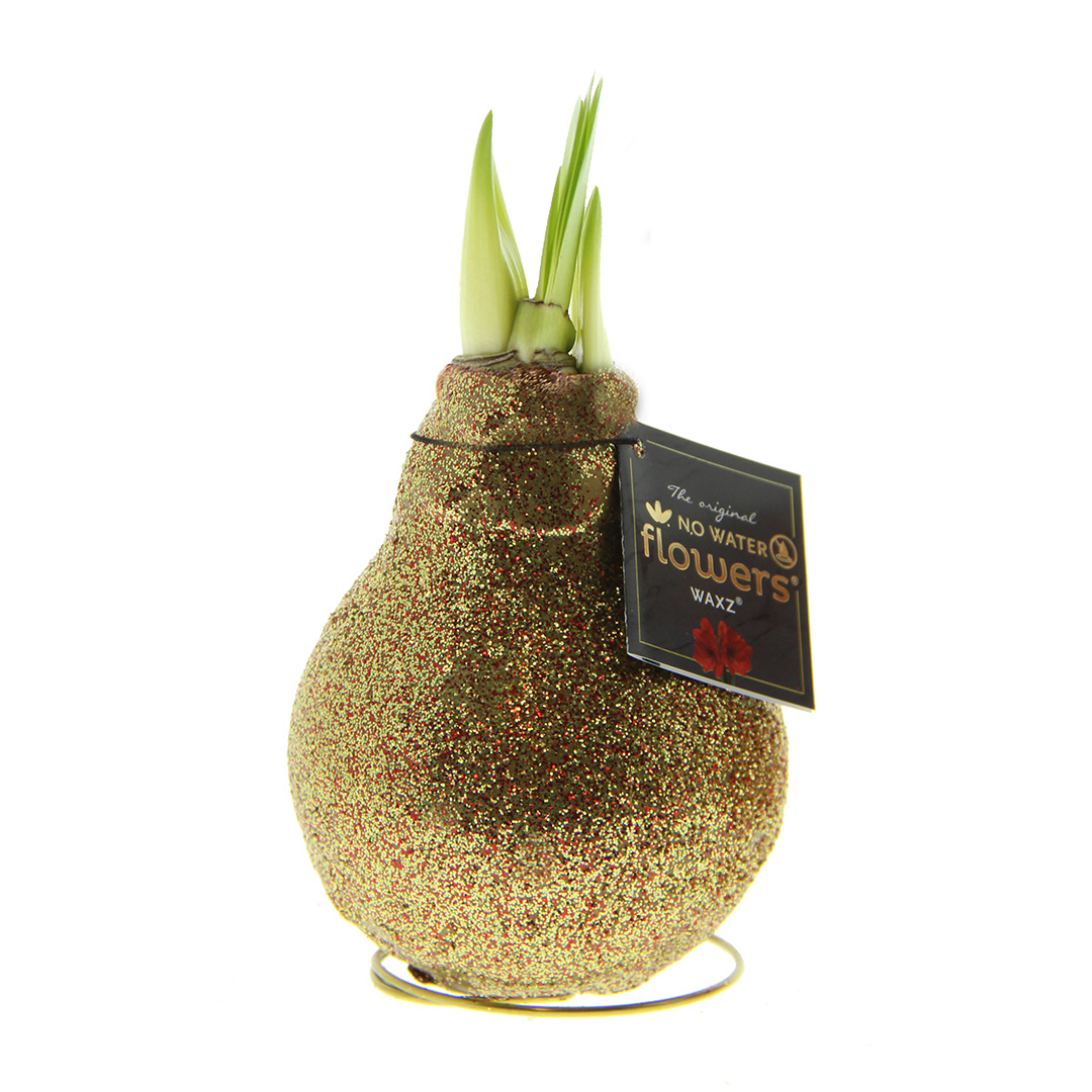 Amaryllis in Wachs Doppelglitzer Gold/Rot in Hülse