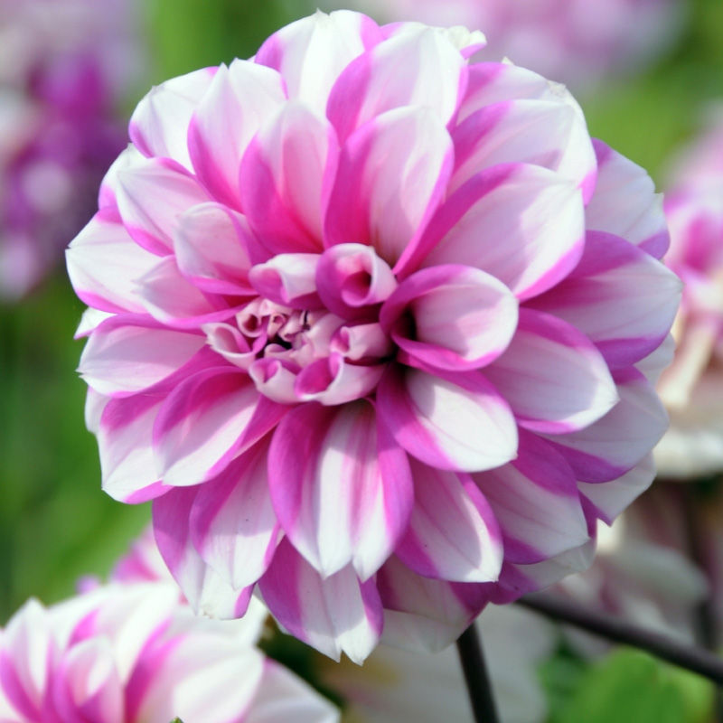 Dahlie Priceless Pink