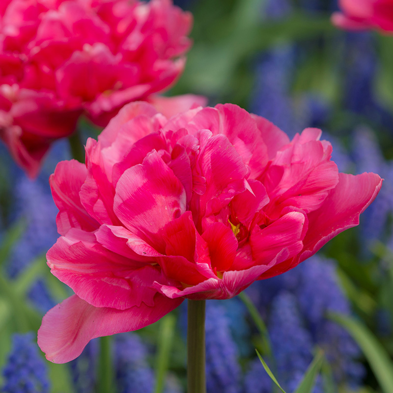 2024-Tulipa-Margarita Tulpe Margarita