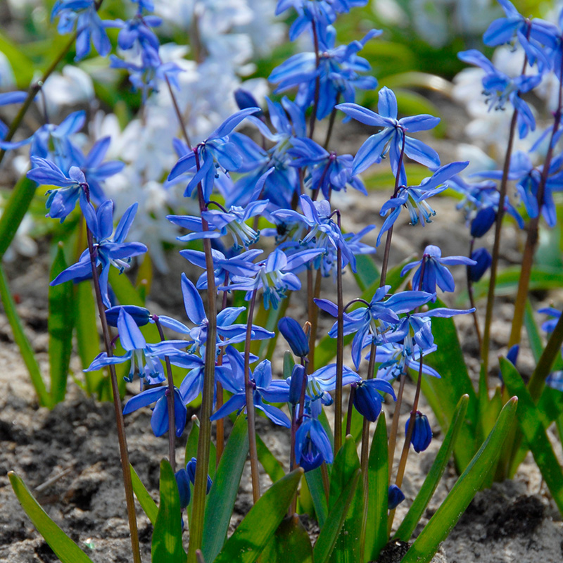 6510-Scilla-siberica Großpackung Scilla Siberica