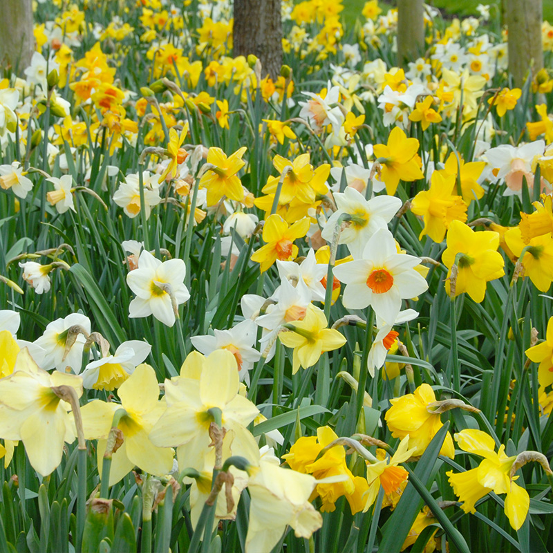 Blumenzwiebelmischung Narzissen "Grower's Pride"