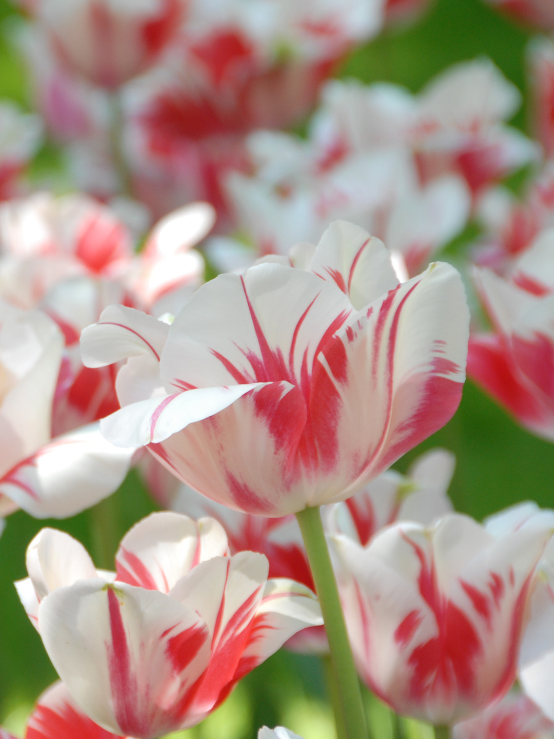 Tulpe Sorbet
