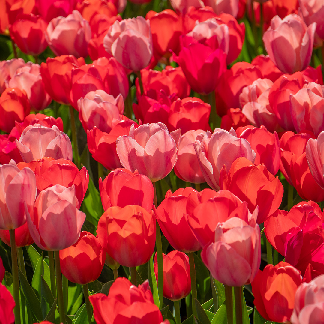 Tulpenmischung "Van Eijk"