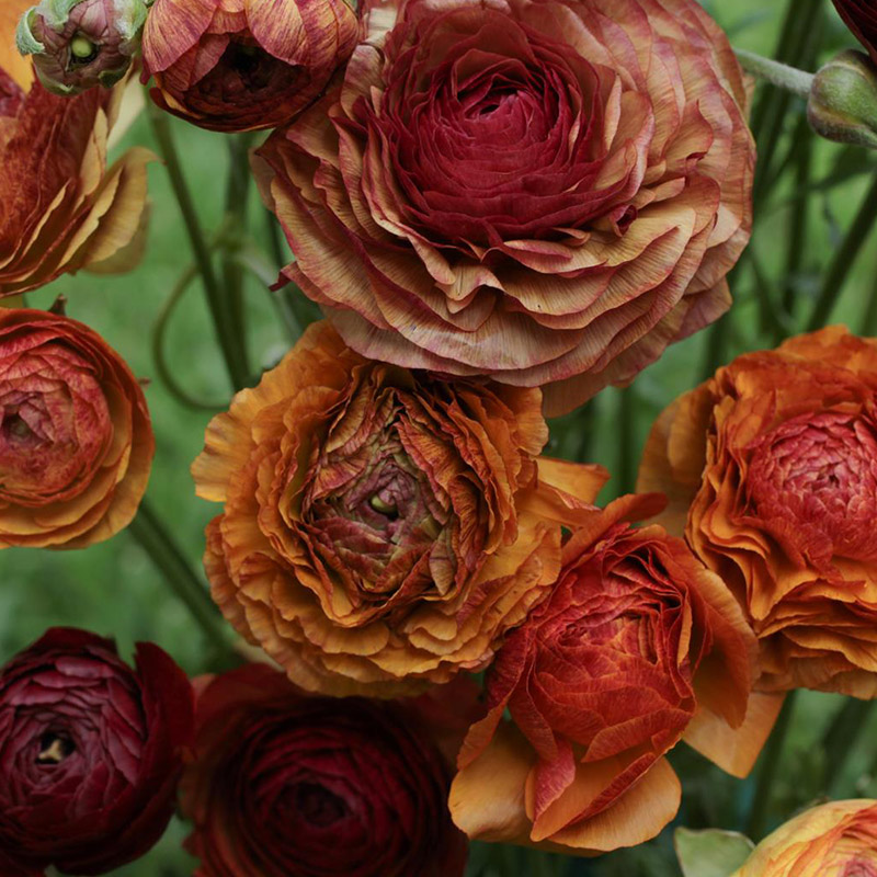 Ranunkel picotee Café (Ranunculus)
