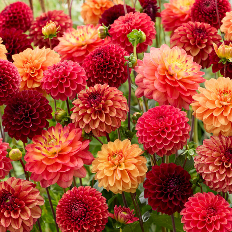 Dahlie Indian Summer Mischung