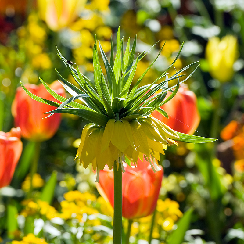 5710-Fritillaria-Lutea