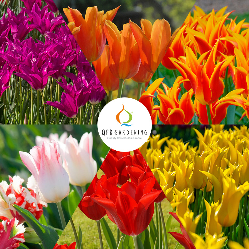 Lilienblütige Tulpenmischung