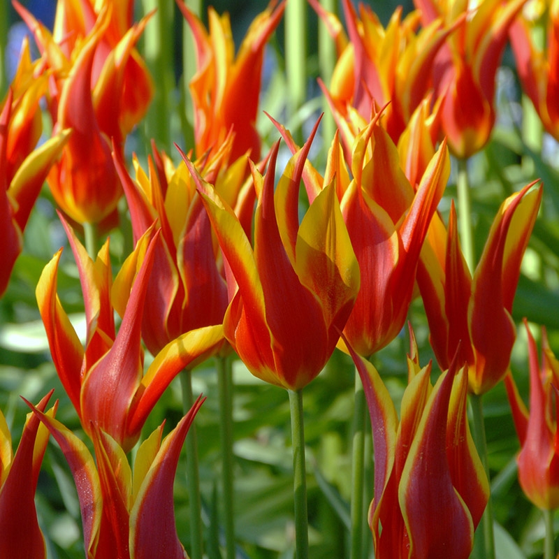 2220-tulipa-fly-away-02