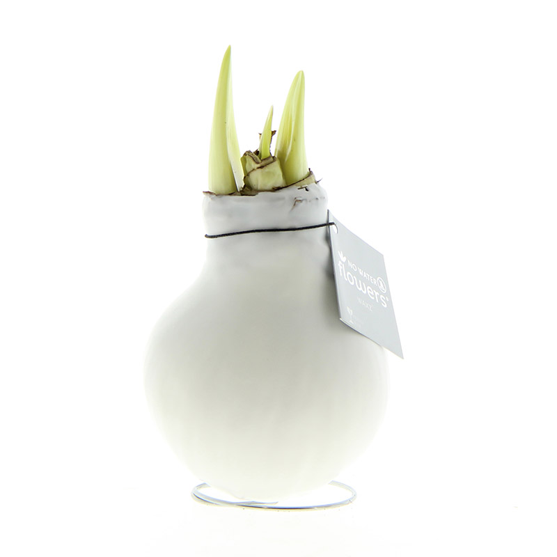 9009795-Wax-Amaryllis-Wit