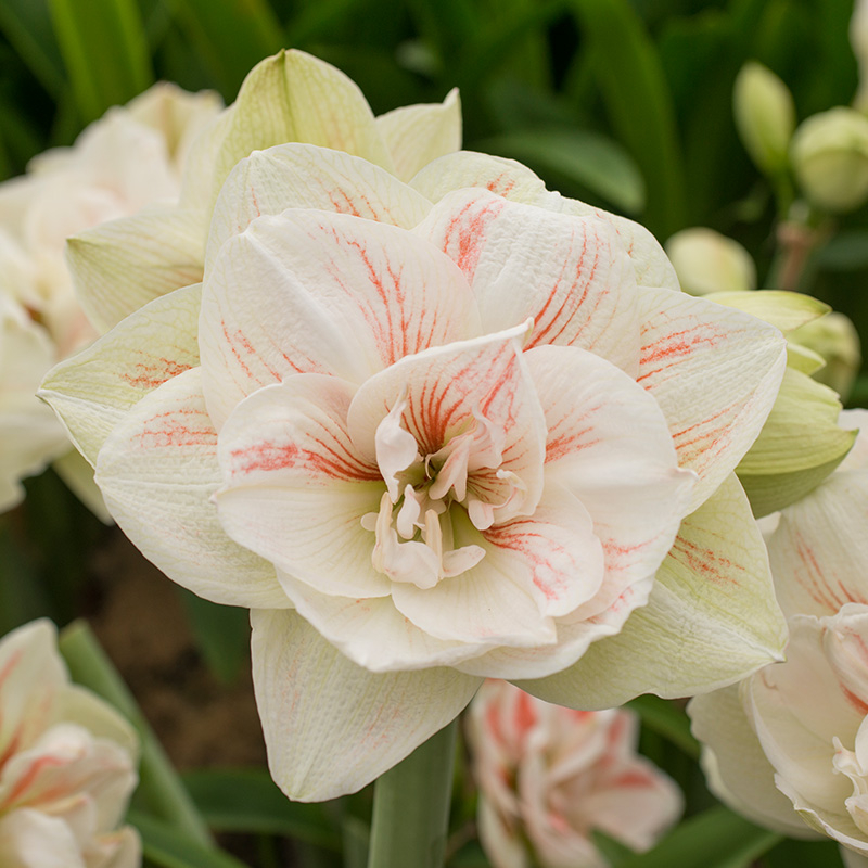 9505-hippeastrum-nymph-01 Amaryllis Nymph