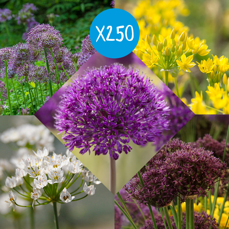 Blumenzwiebel Paket Alliums à 250