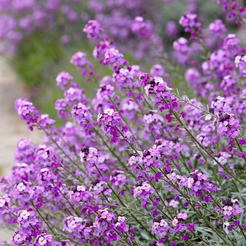 Schöterich (Erysimum) 'Bowles Mauve'