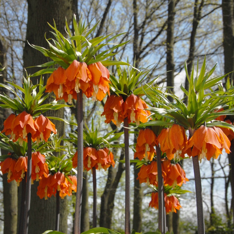 Kaiserkrone Imperialis Aurora
