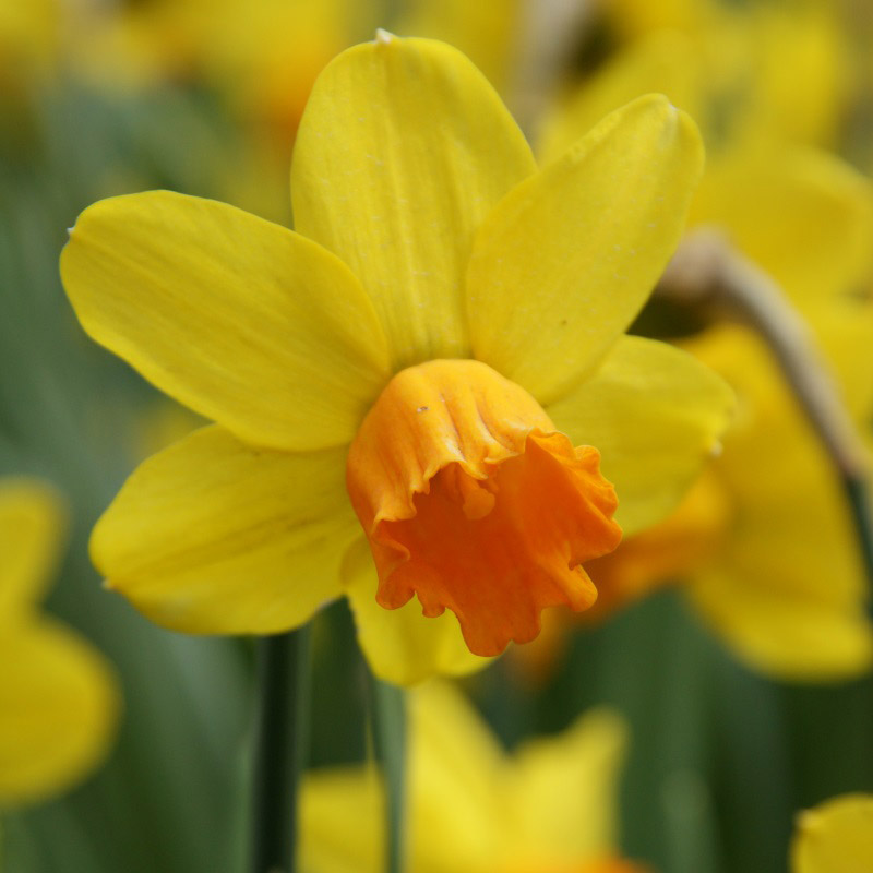 3178-Narcissus-Jetfire Narzisse Jetfire