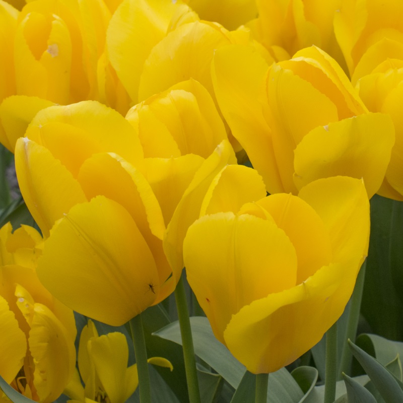 Tulpe Golden Purissima
