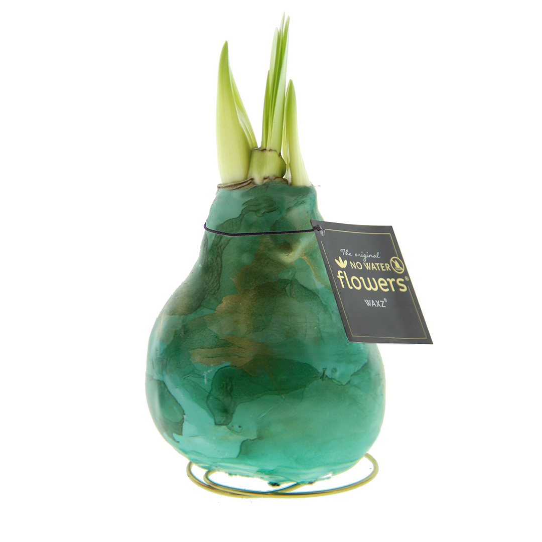 Amaryllis in Wachs Univerz Grün