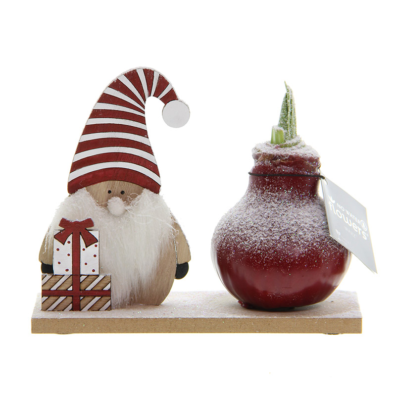 Wachs Amaryllis Snow Wonderland Gnome