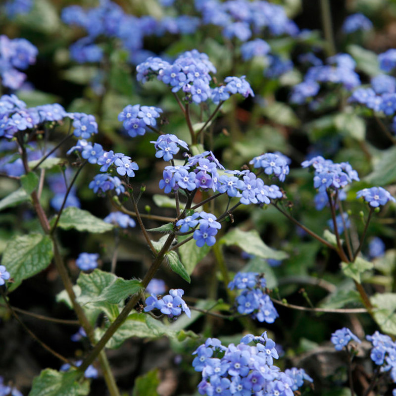 Kaukasusvergissmeinnicht (Brunnera) 'Jack Frost'