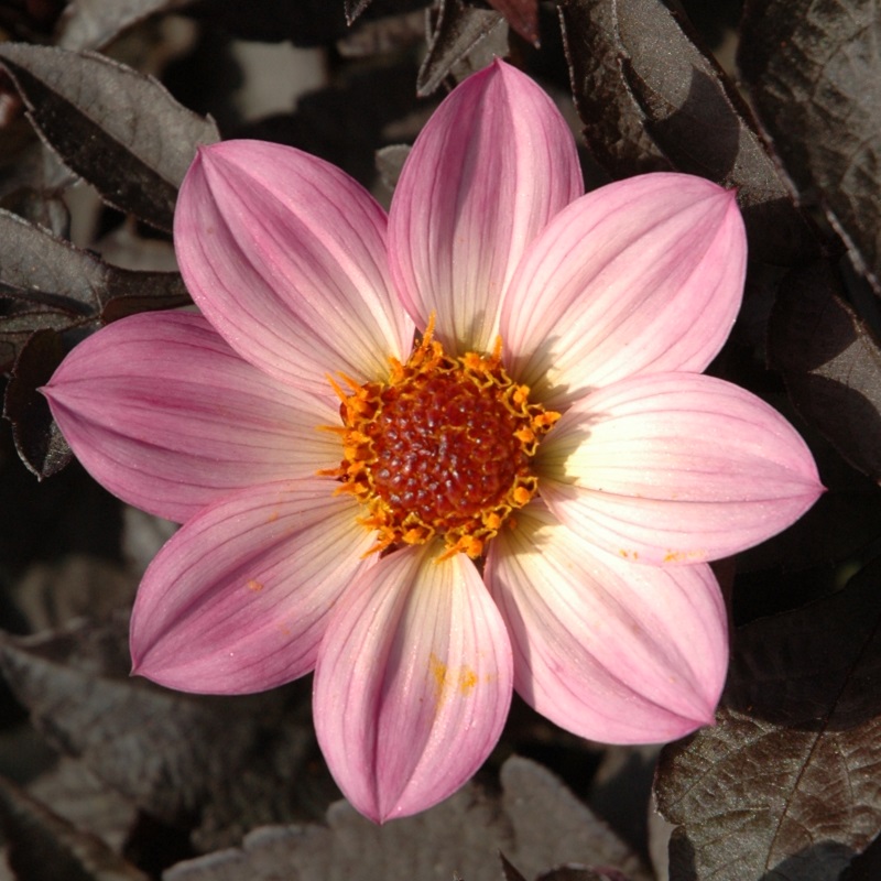 Dahlie Happy Days Pink®