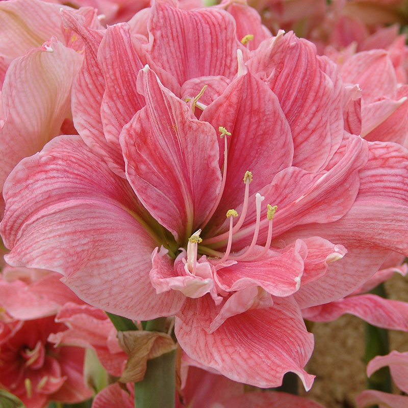 sweet-nymph-amaryllis-dubbel Amaryllis Sweet Nymph