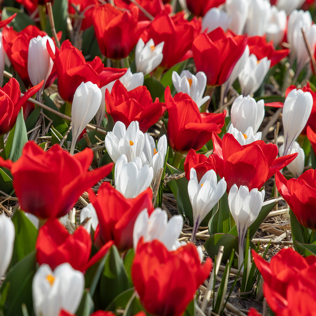Pizza Tulpe Showwinner & Krokusse Jeanne d'Arc