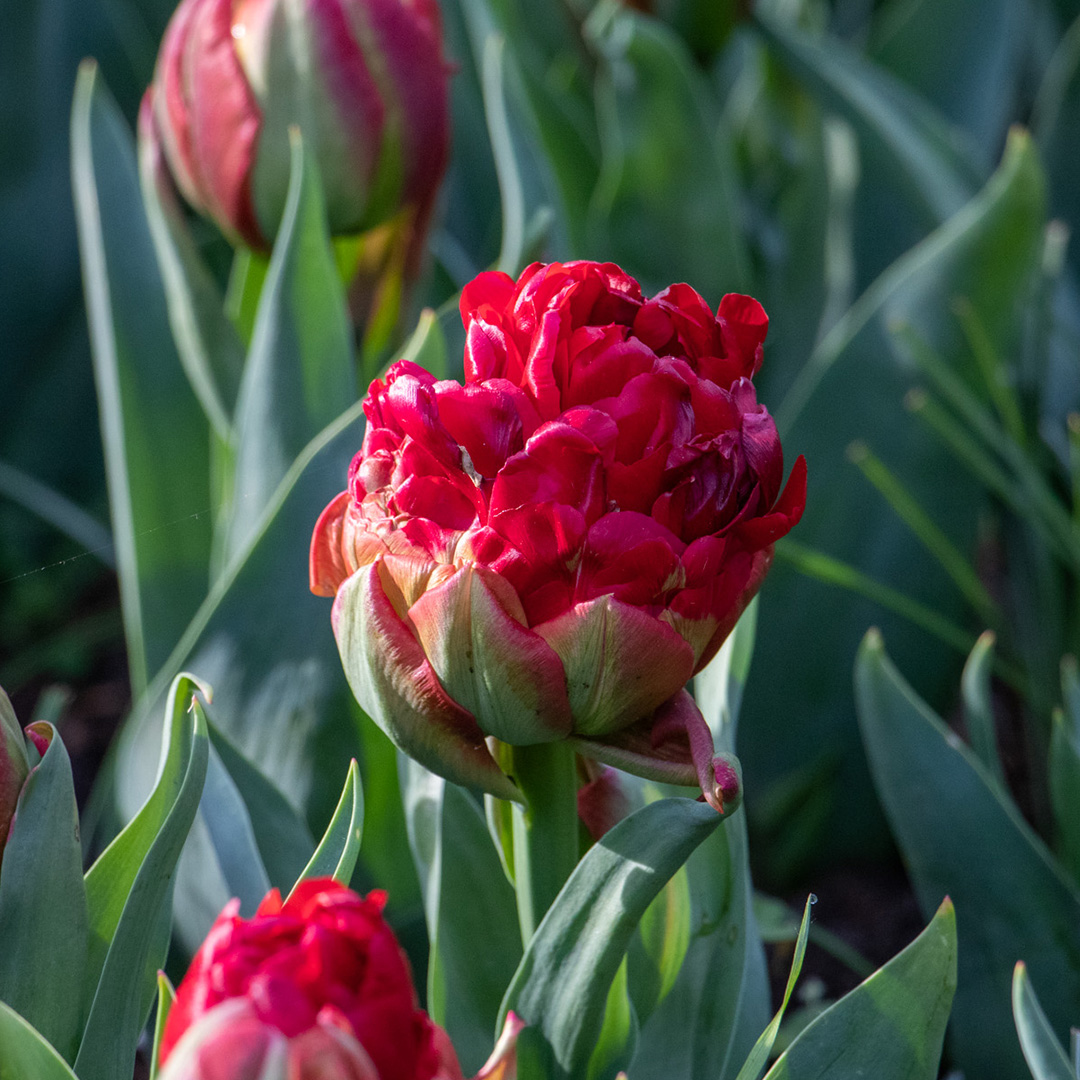 Tulpe Ice Cream Strawberry Tulpe Ice Cream Strawberry
