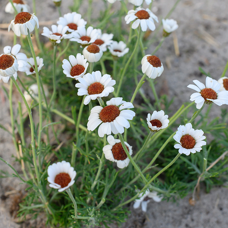 Marokkanische Margerite (Rhodanthemum) ‘Casablanca’