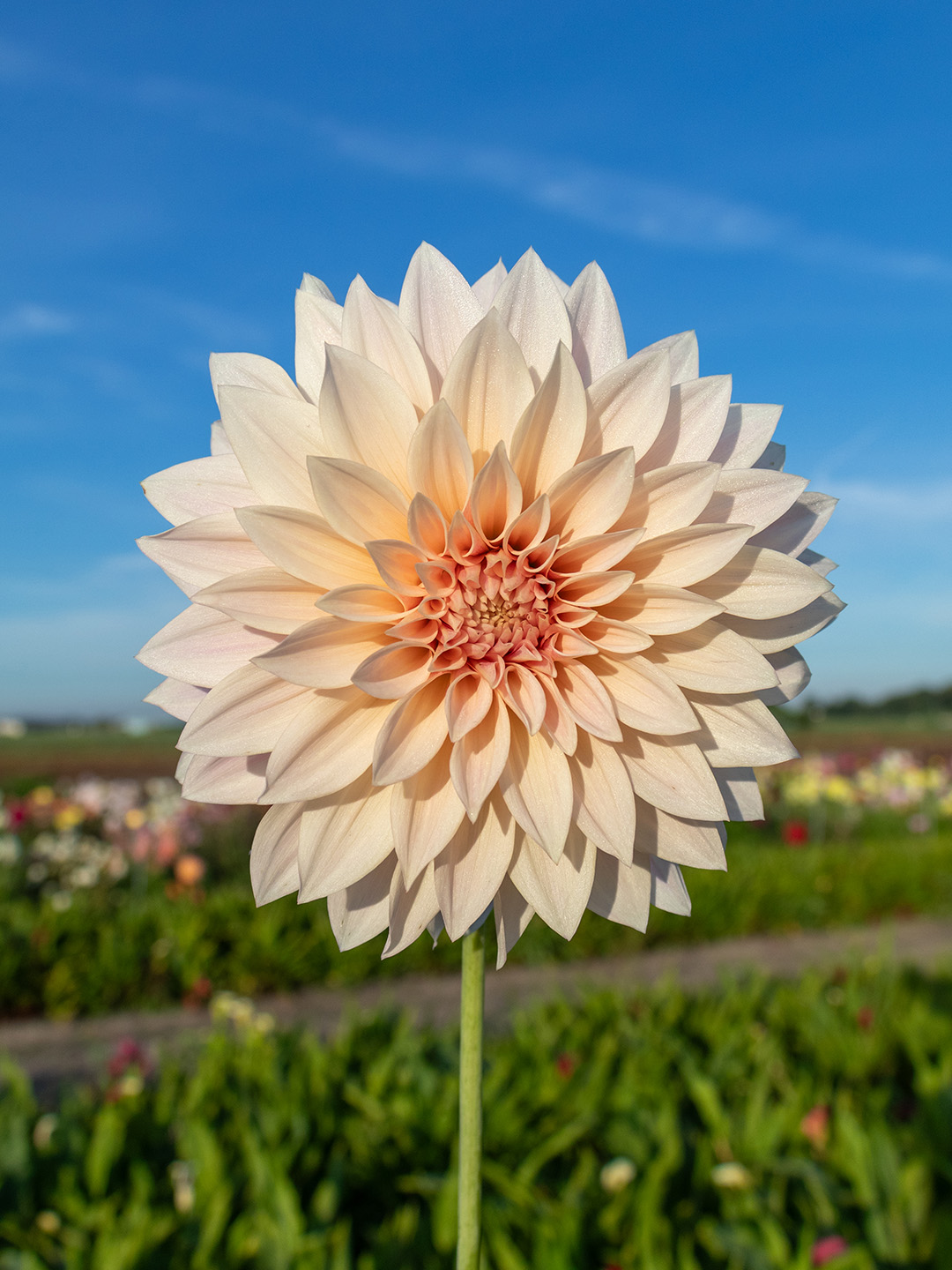 Dahlie Café au Lait