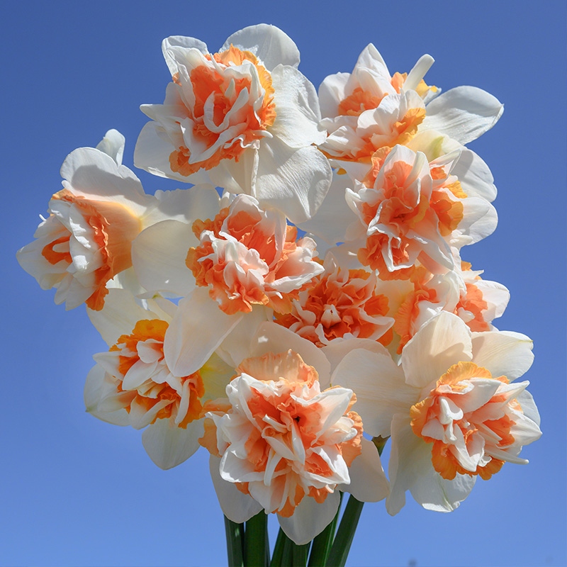 3013-Narcissus-Extravaganza Narzisse Extravaganza