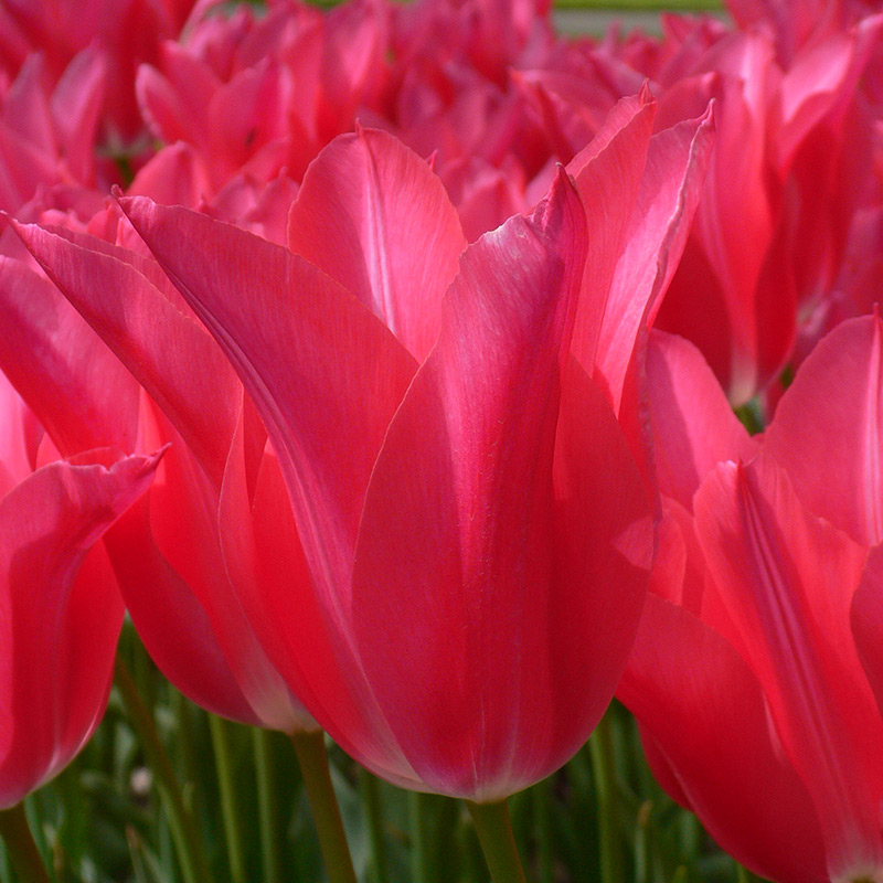 Tulpe Mariette