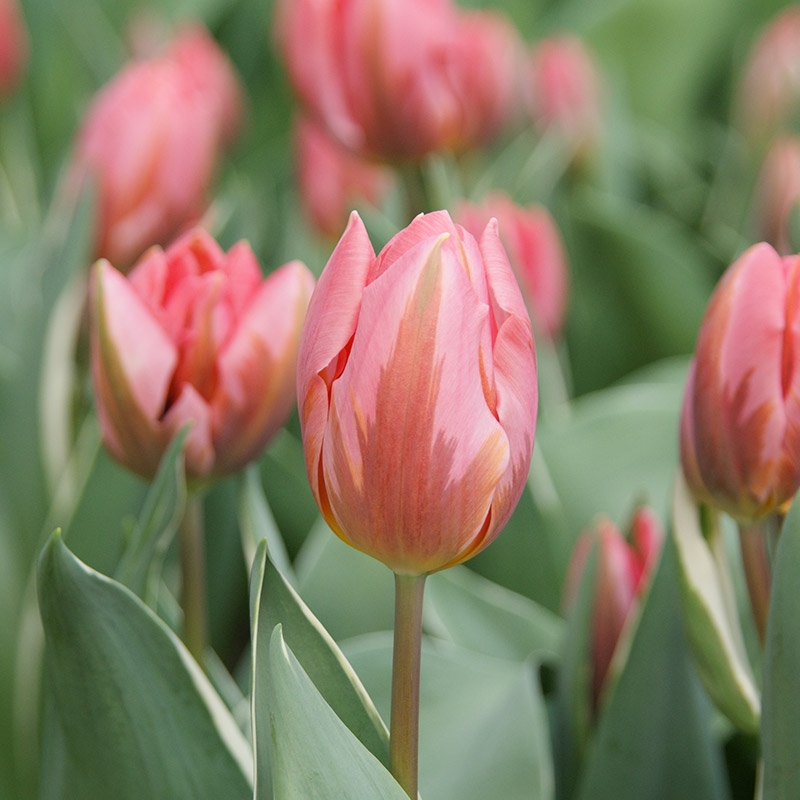 Tulpe Pretty Princess