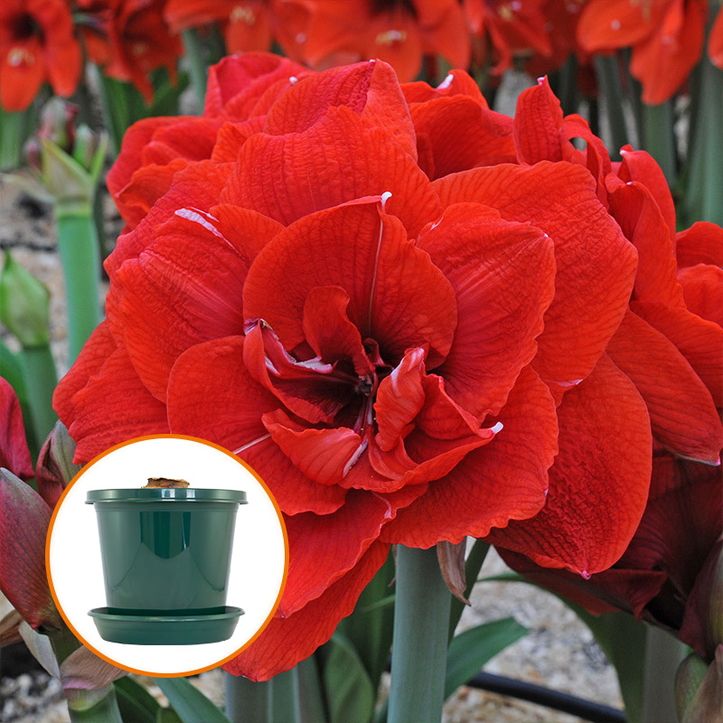 Amaryllis Cherry Nymph im zuchttopf in Geschenkbox