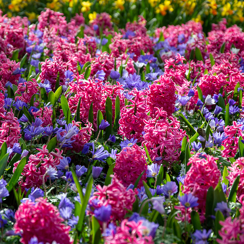 Blumenzwiebel Mischung "Pink Sky"