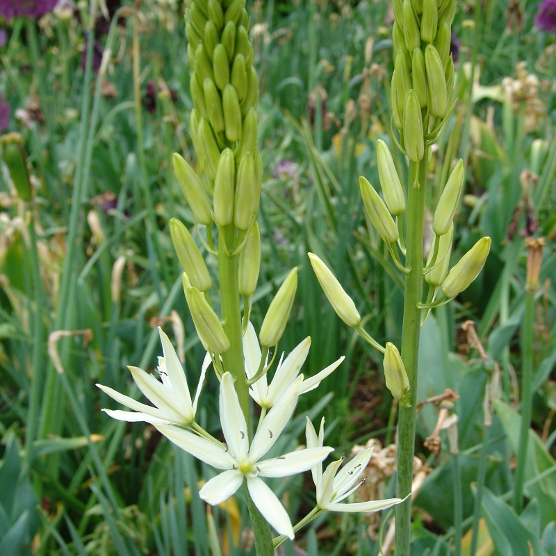 cammassia_alba_close