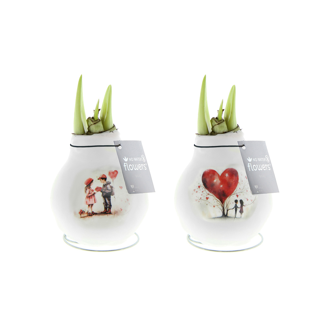 Amaryllis in Wachs Craftz Love Mix