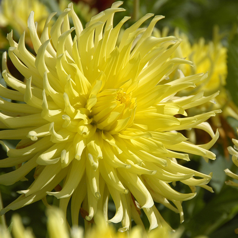 10230-Dahlia-Kennermerland-02