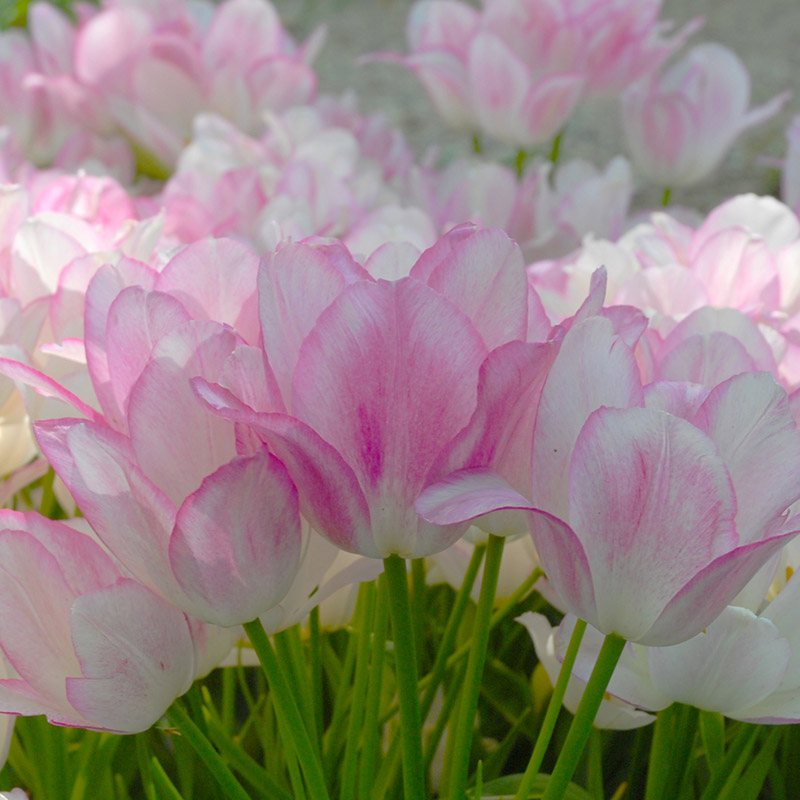Tulpe Candy Club
