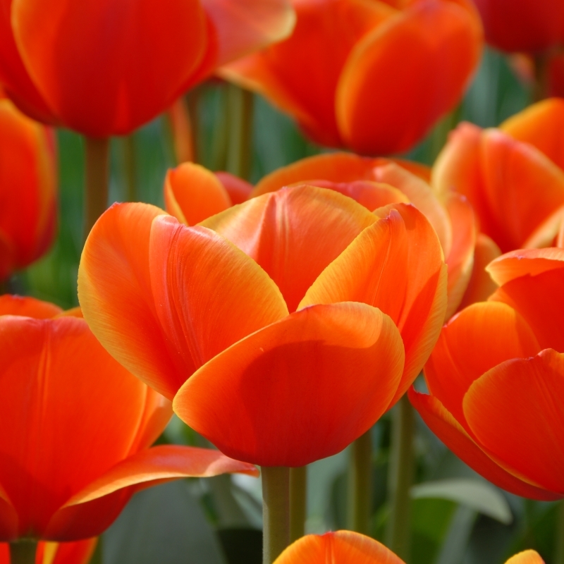 Tulpe Ad Rem
