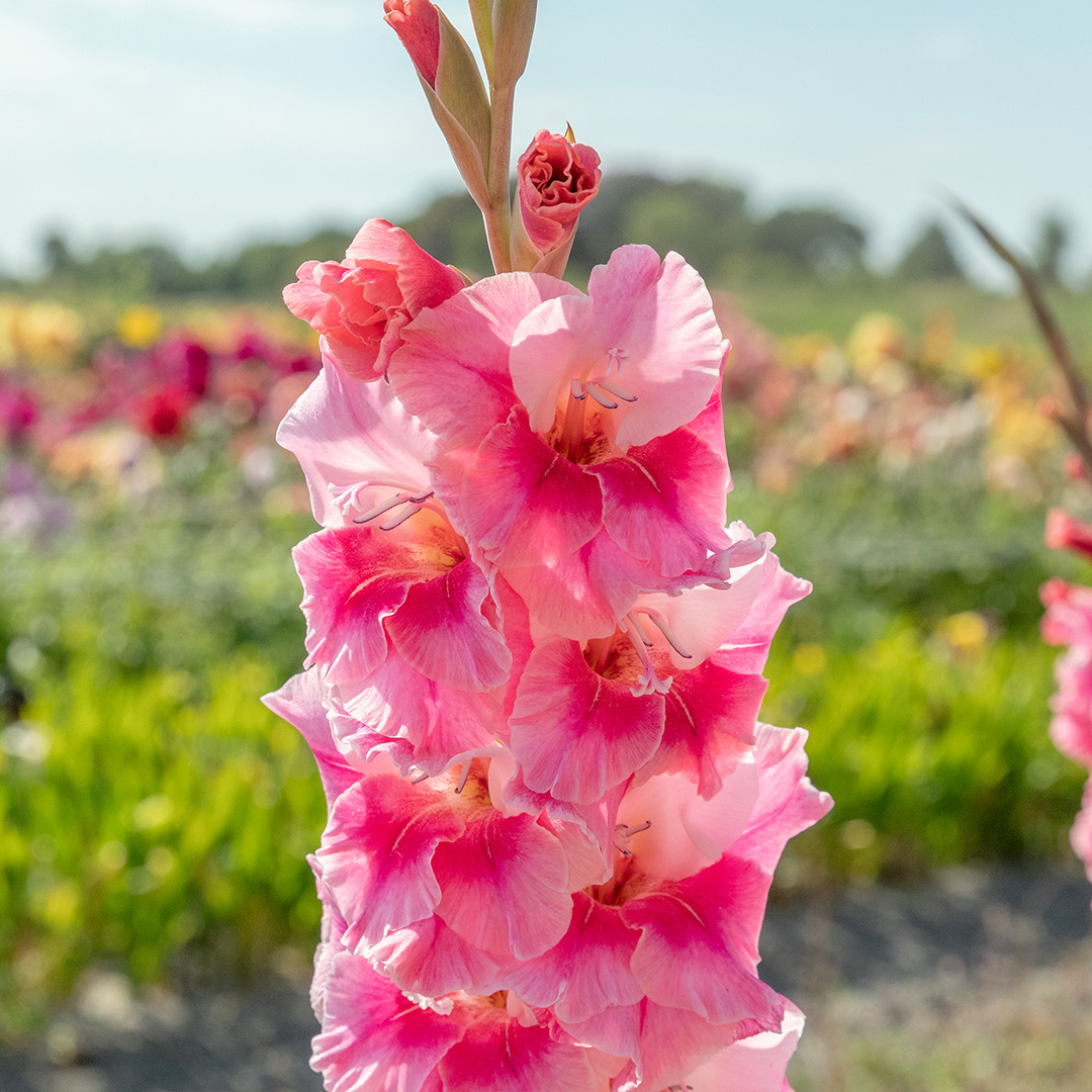 Gladiole Pink Parrot