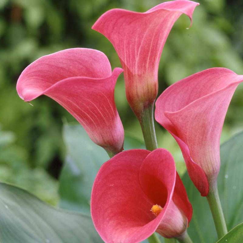 Calla Captain Romance