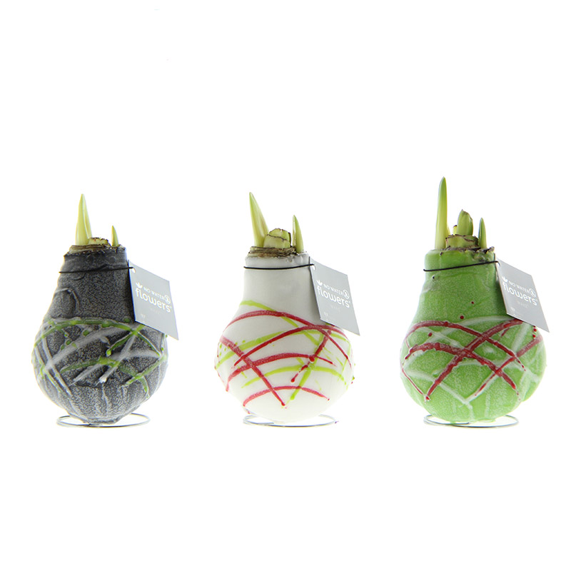 9009940-Wax-Amaryllis-Collectie-Picasso