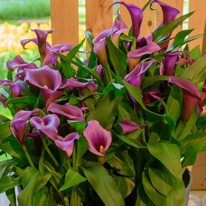 Calla Paco®