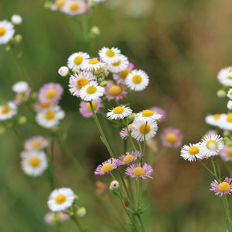 Spanisches Gänseblümchen - Erigeron Karvinskianus