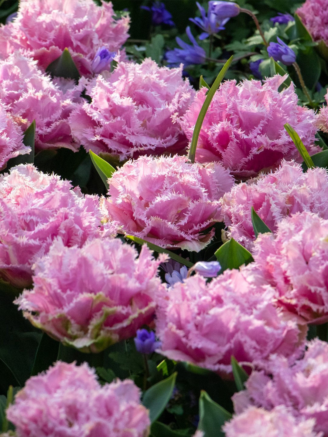 Tulipa-Perth Tulpe Perth