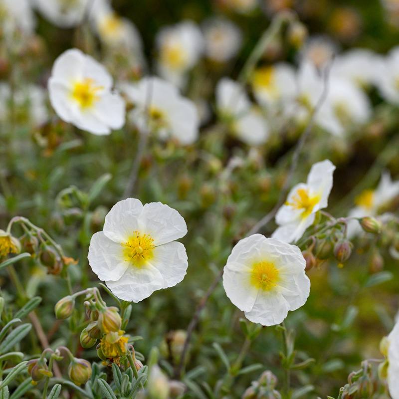 Sonnenröschen (Helianthemum) 'The Bride' 