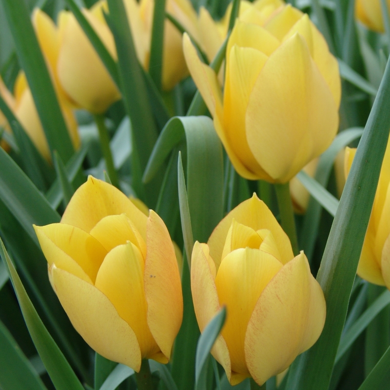 Tulpe batalinii Bright Gem
