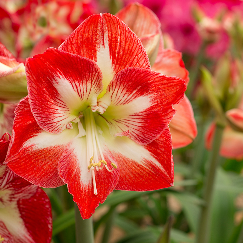 9580-hippeastrum-minerva-02