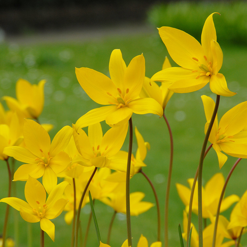 Tulpe sylvestris