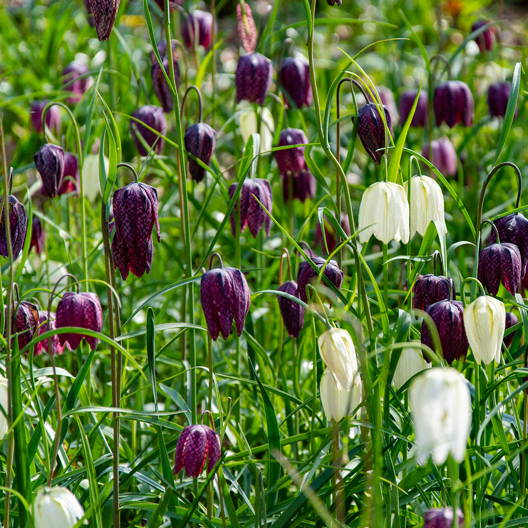 Schachbrettblume Fritillaria meleagris Mischung