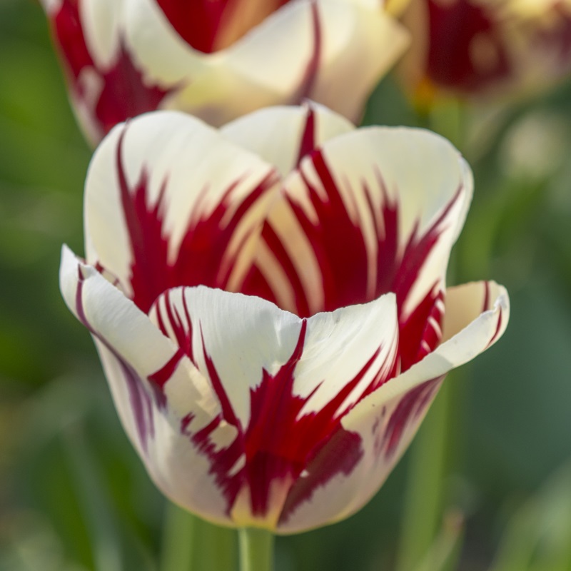 Tulpe Grand Perfection